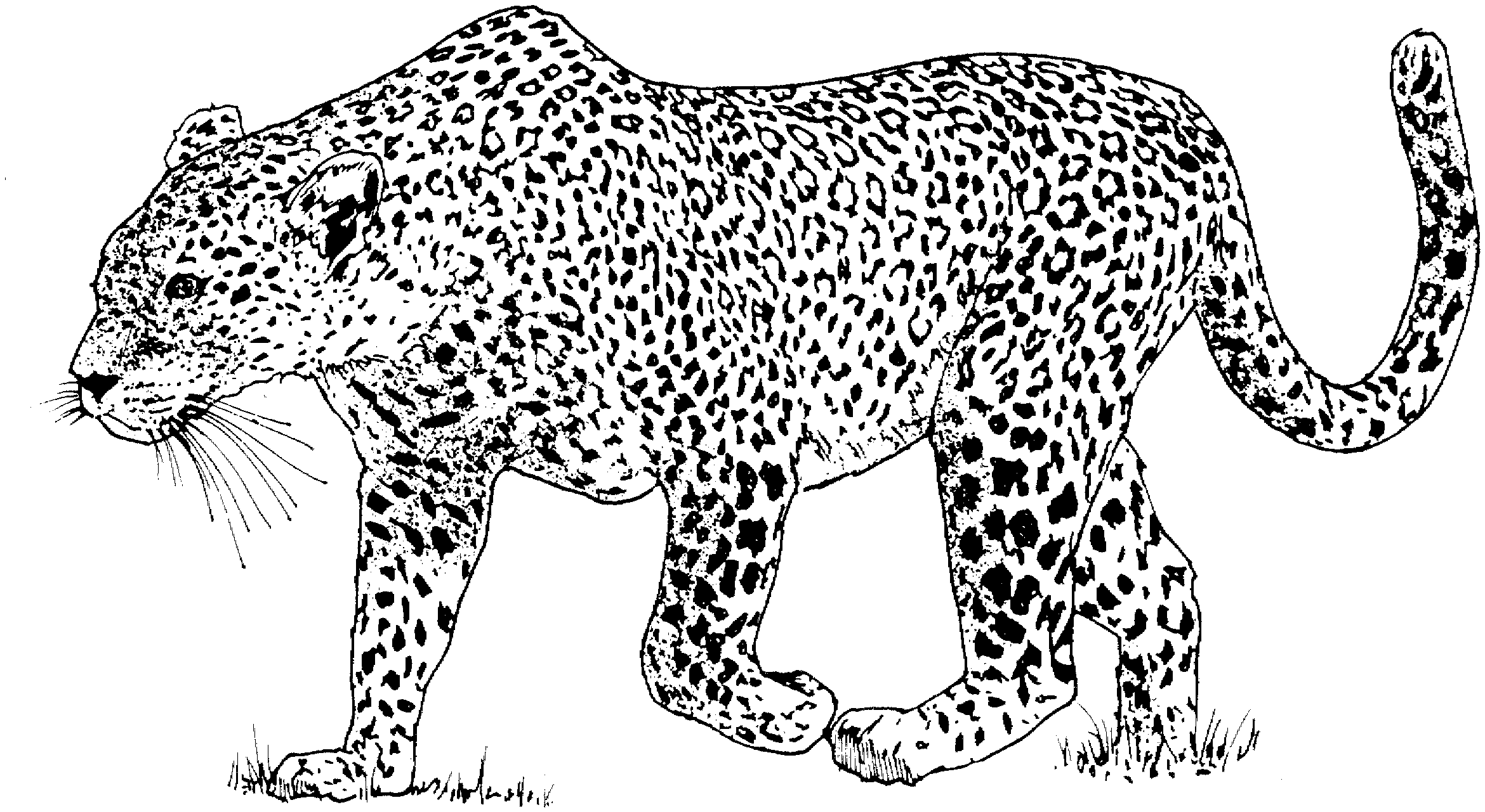 Free Leopard Coloring Pages - Snow Leopard Clipart