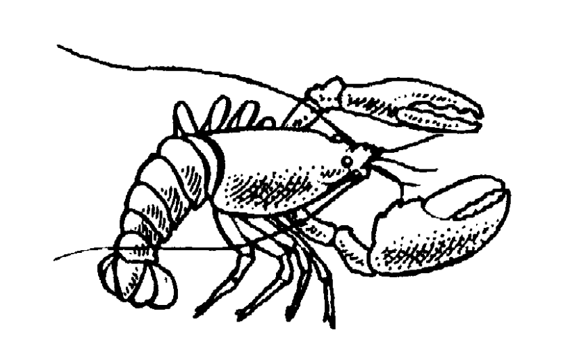 Free Lobster Clipart Gallery