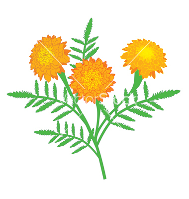 Marigold Stock Image