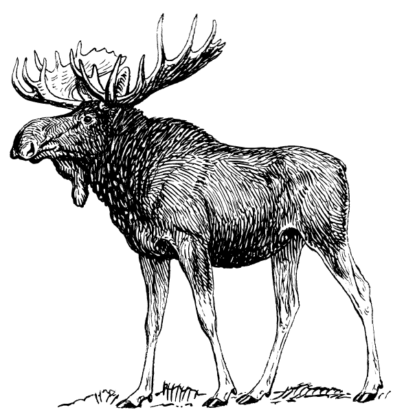 Moose With Antlers Free Clipa
