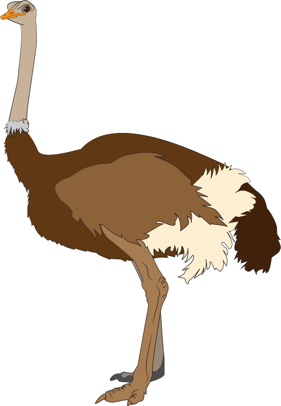 Free Ostrich Clip Art u0026middot; ostrich6