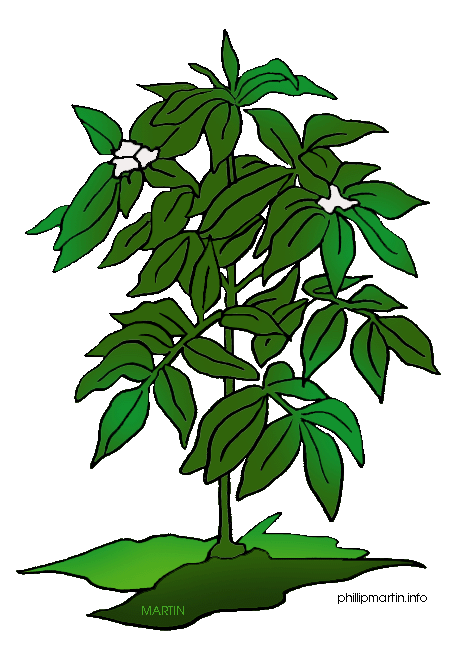 Related Plant 2 Cliparts