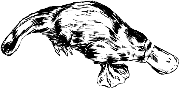 3 Platypus Coloring Pages | F