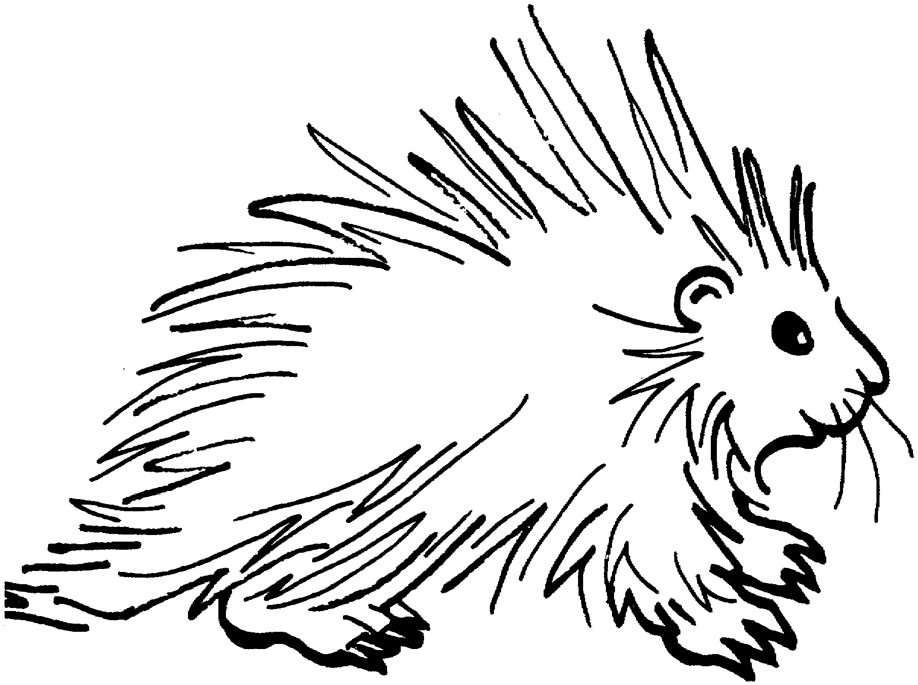 Free Porcupine Clipart. Free Porcupine Coloring Pages