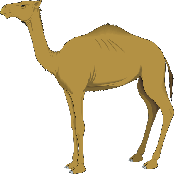 Free Realistic Camel Clip Art