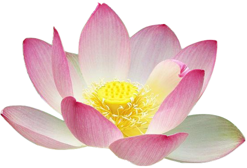 Free Realistic Lotus Flower C - Lotus Flower Clip Art