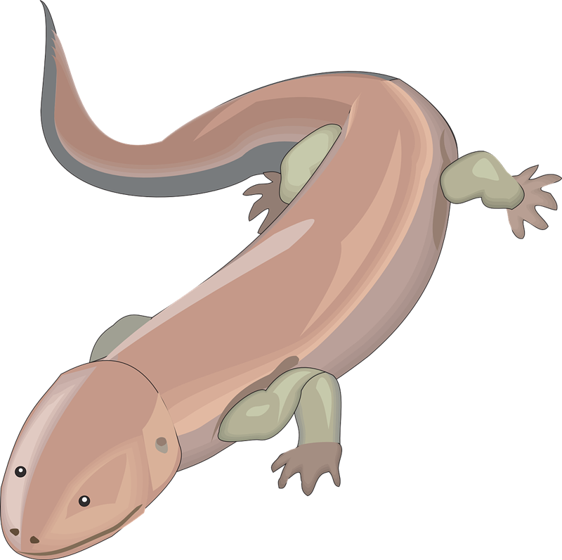 Free Salamander Clip Art u0026middot; salamander2