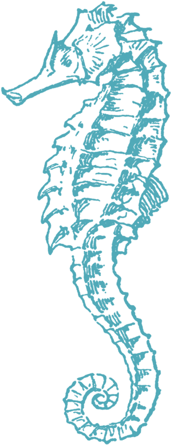 Seahorse sea horse clip art i