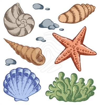 sea life clipart shells .