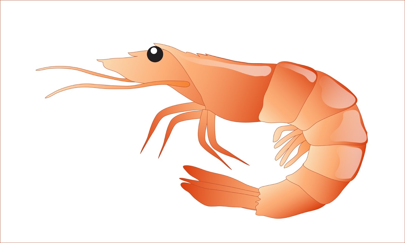 Free shrimp clipart 1 page of - Shrimp Clip Art