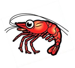 shrimp: Cute cartoon shrimp