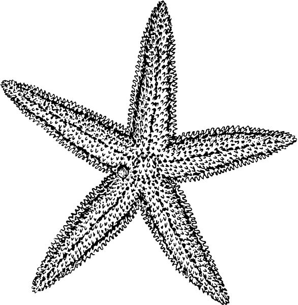Free Starfish Clipart, 1 page - Free Starfish Clipart