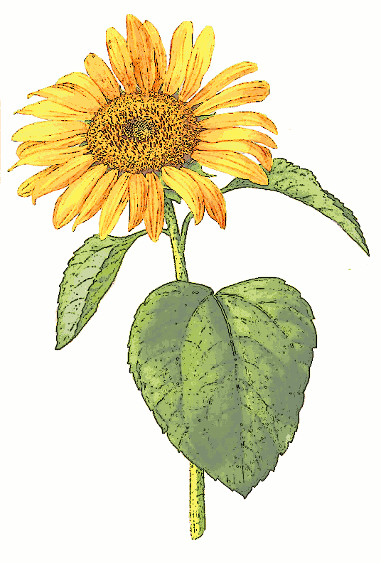 Free Sunflower Clipart - Free Sunflower Clipart