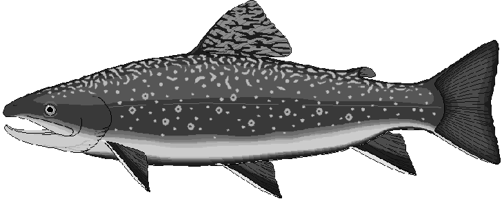 Free Trout Clipart