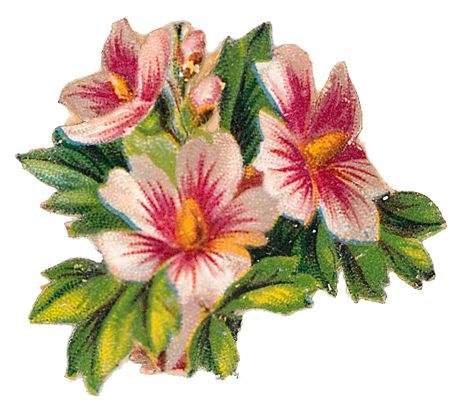 ... free-vintage-cli-art-flowers-pink-white-hibiscus