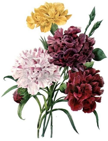 ... free vintage clip art flowers yellow purple pink red carnation bouquet ...