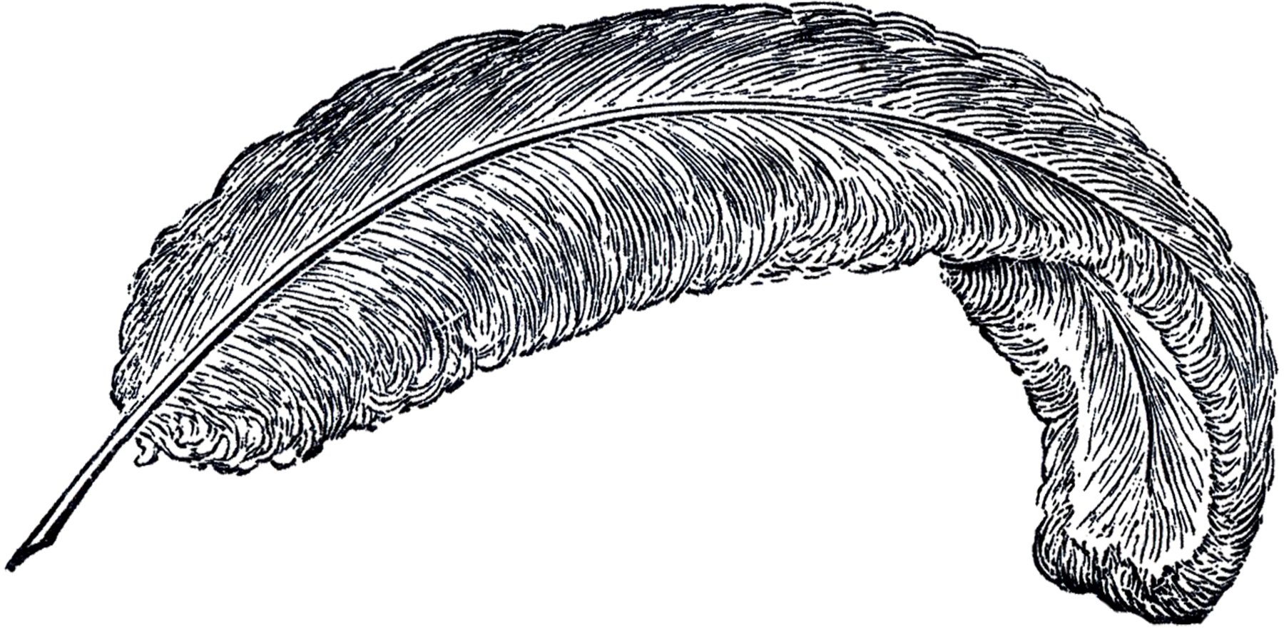 Free Vintage Feather Clip Art