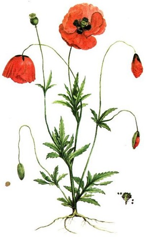 ... free vintage flower clip art red poppies ...
