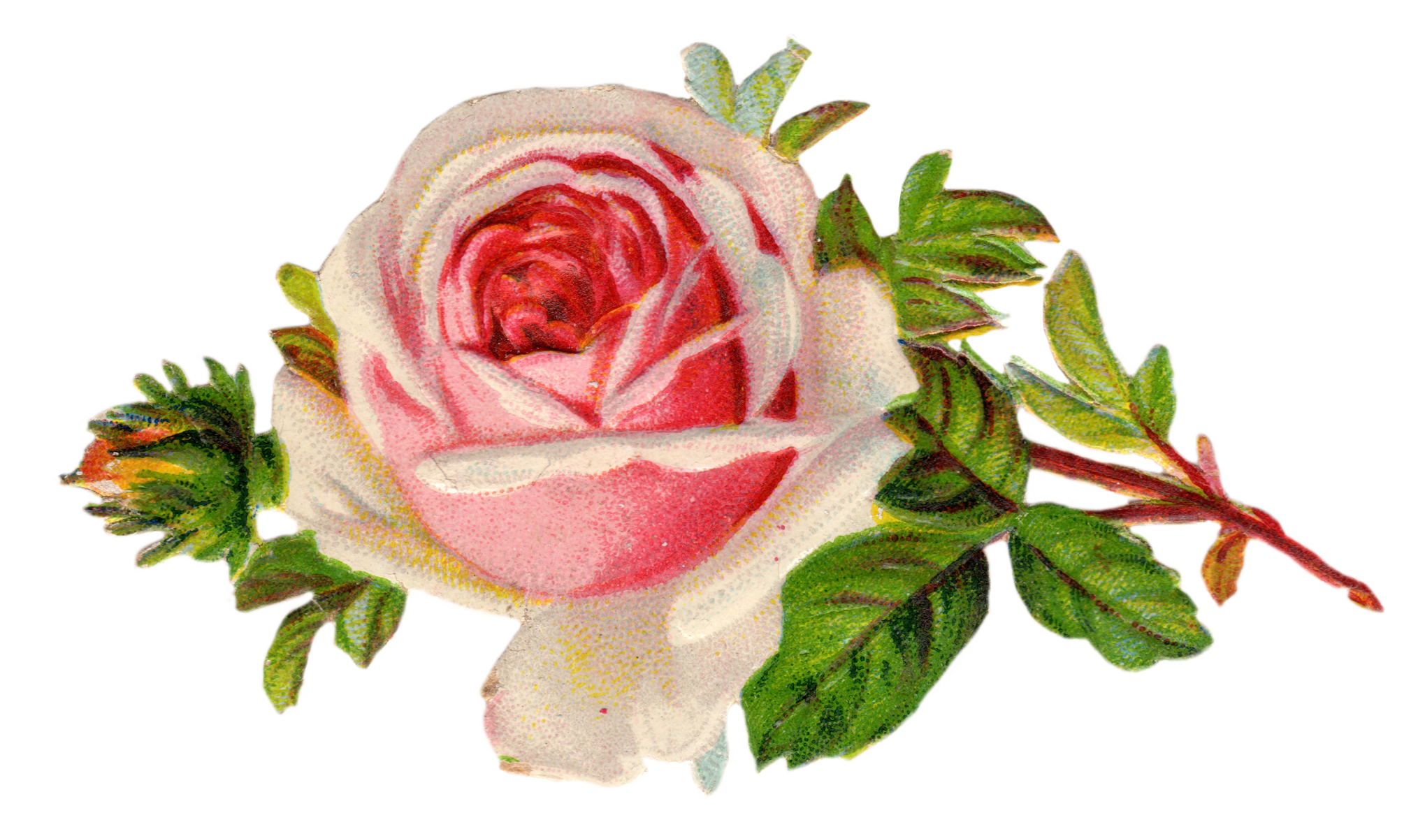 Free Vintage Rose Clip Art Fr - Clip Art Roses