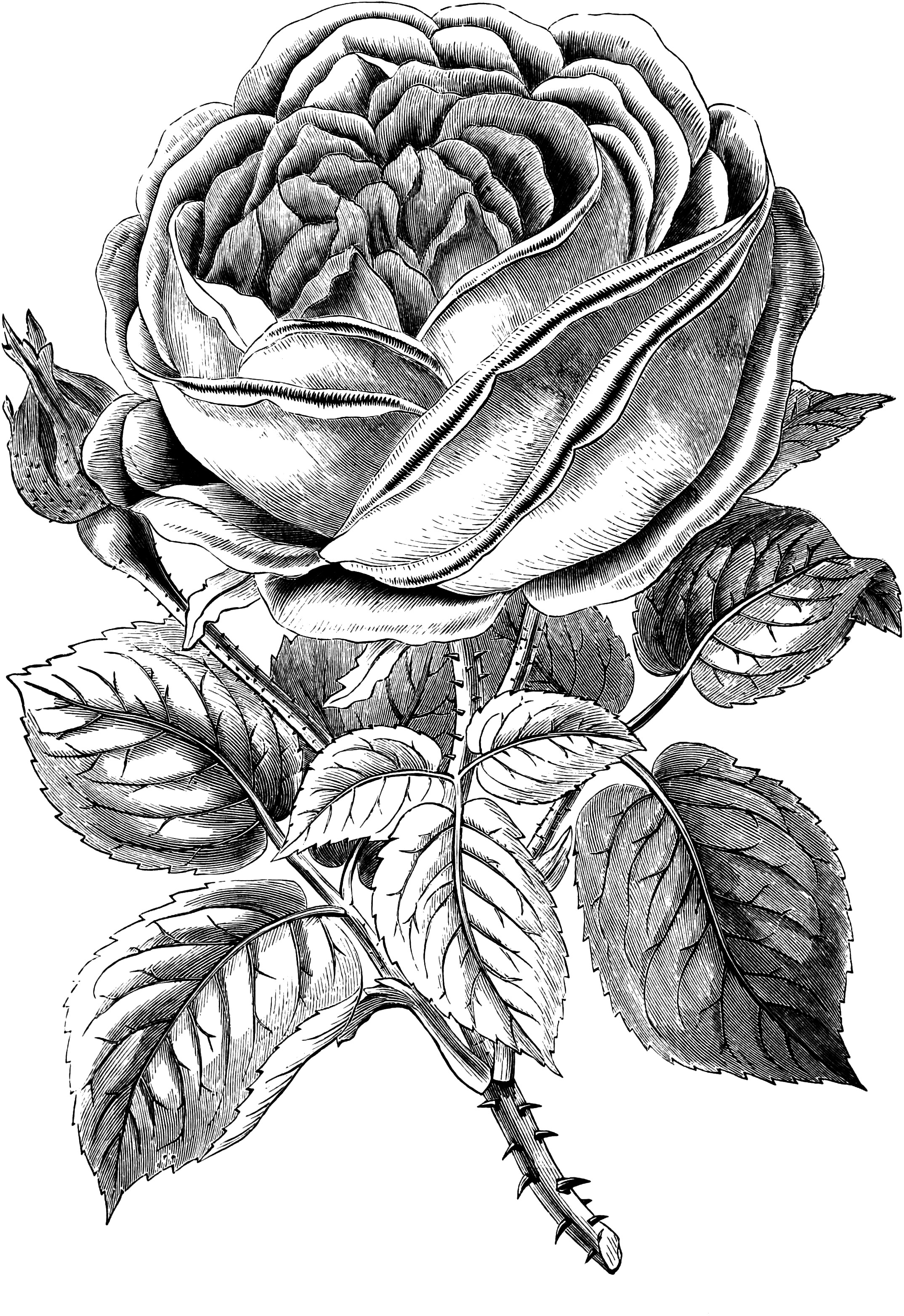 Free vintage rose clip art . - Free Vintage Clip Art