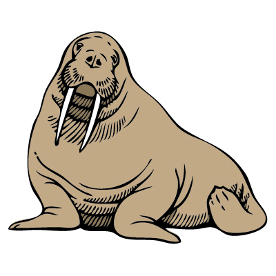 Free walrus clip art a graphics