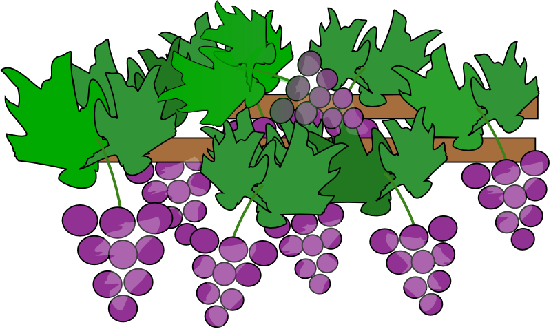 Free Whole Vine of Grapes Clip Art
