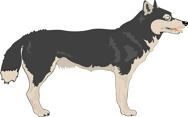 Gray wolf clip art free clipa