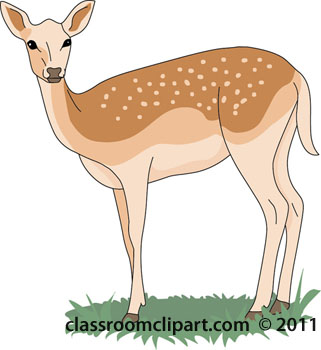 Whitetail Deer Clipart u0026m