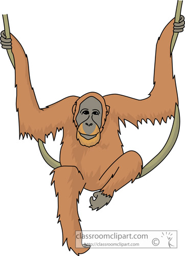 From: Orangutan Clipart