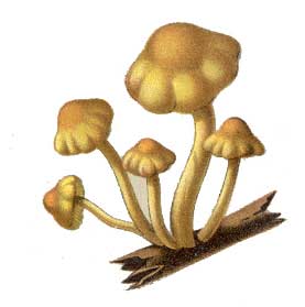 Fungi Clipart Cas Mushrooms00 - Fungi Clipart