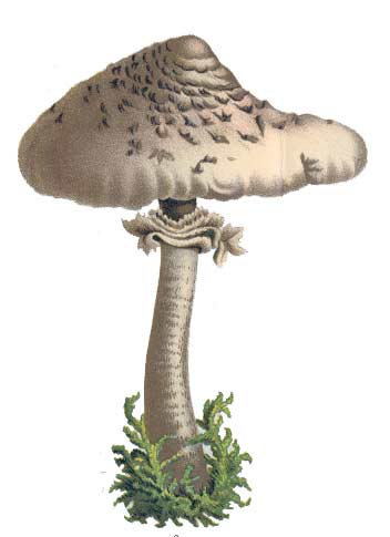 Fungi Clipart Cas Mushrooms00