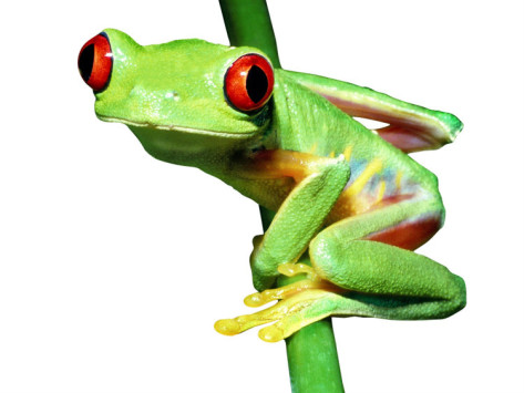 Cute 3d Green Tree Frog Looki