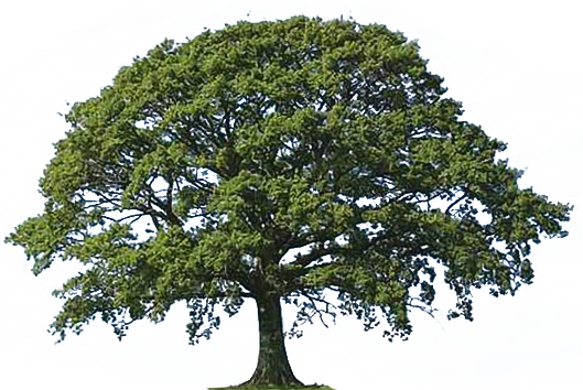 Oak Tree Silhouette 23090834 