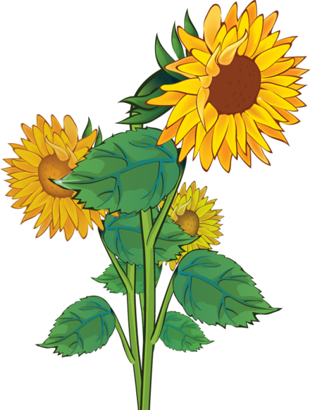 Sunflower clip art clipart