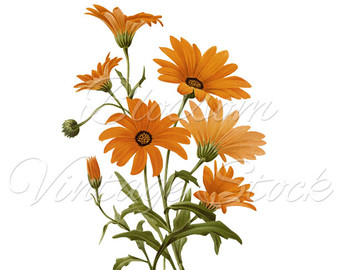 Botanical Daisy Flower Clipar - Gazania Clipart