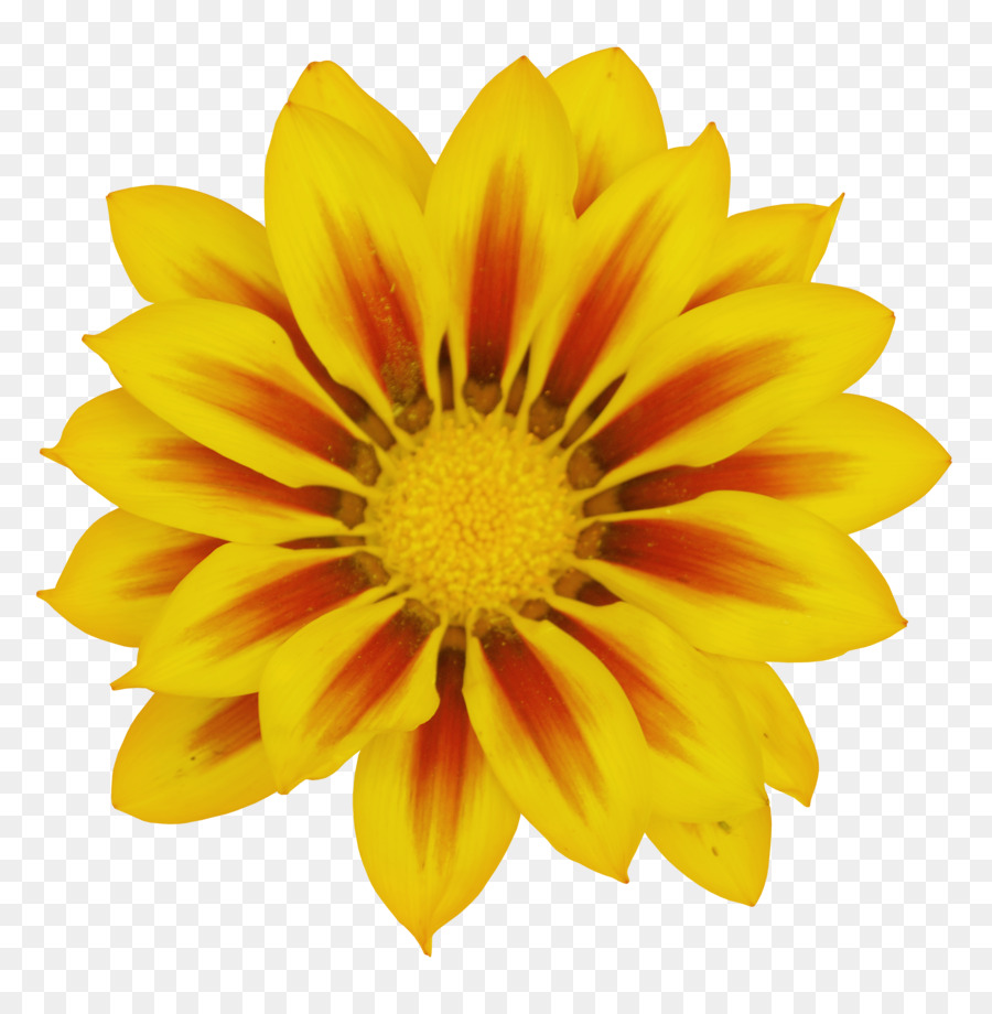 Common daisy Transvaal daisy  - Gazania Clipart