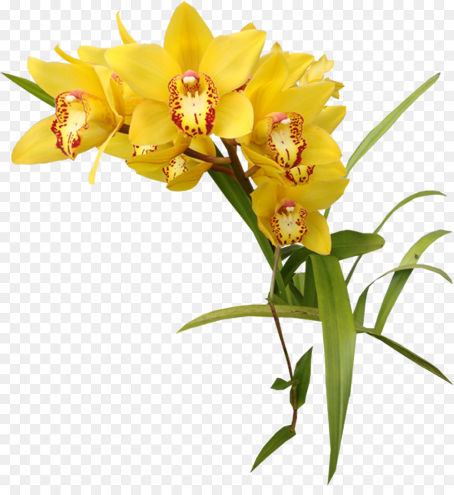 Gazania flowers - yellow dais