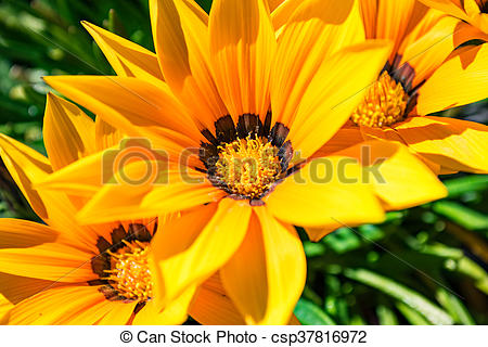 Gazania flowers - yellow dais - Gazania Clipart