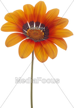 Orange Gazania Flower Stock Photo