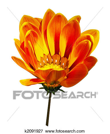 Picture - Orange Gazania. Fotosearch - Search Stock Photography, Photos,  Prints, Images