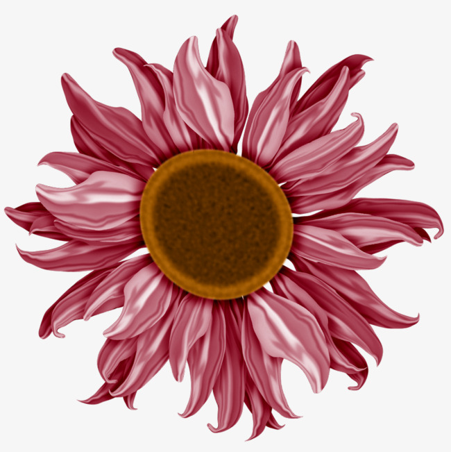 red sunflower, Red, Petal, Flowers PNG Image and Clipart