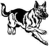 german shepherd dog ...