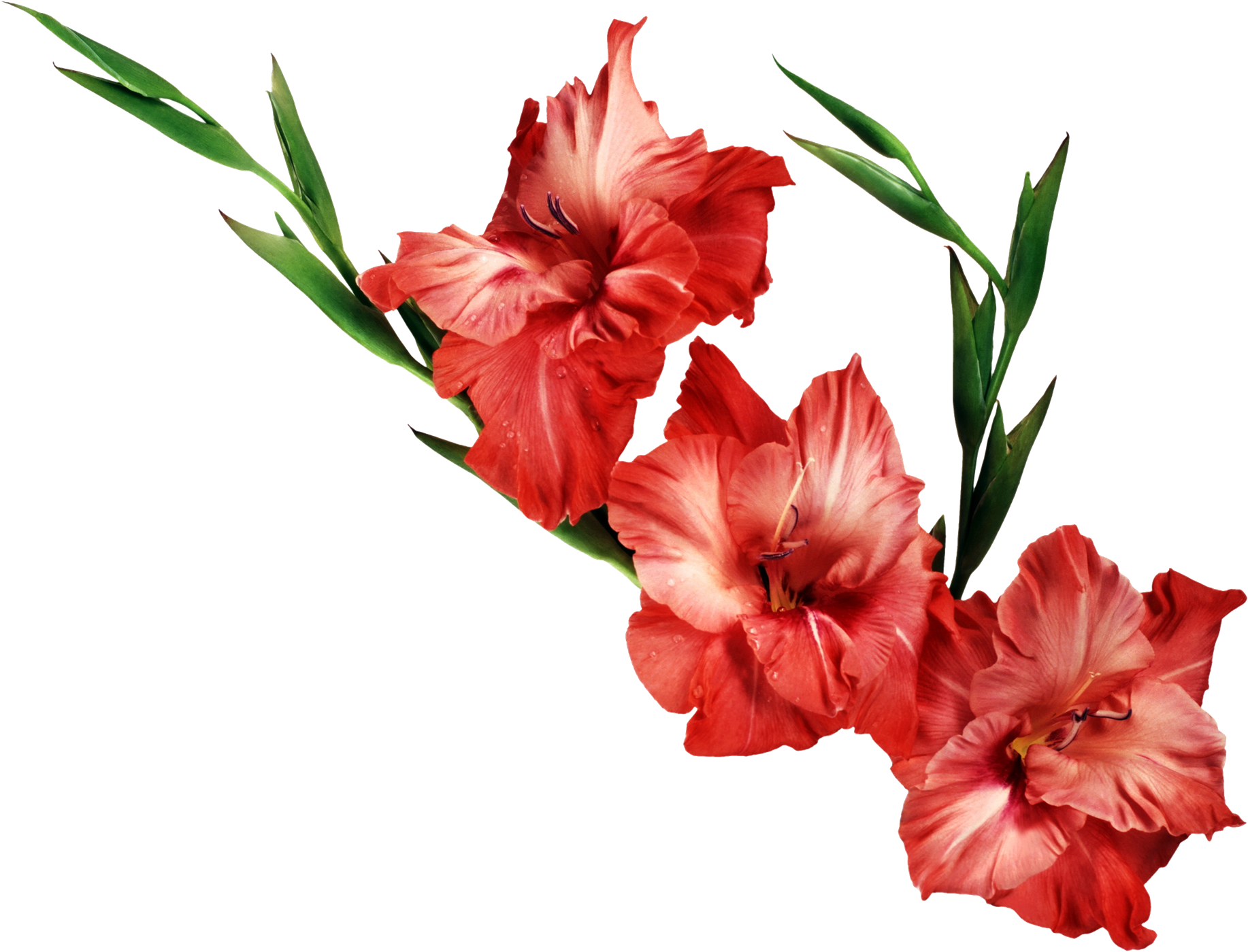 Download PNG image - Gladiolus Clipart 622