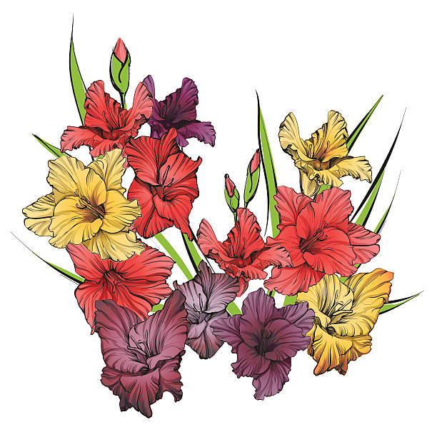 floral blooming gladiolus hand drawn vector illustration sketch vector art  illustration