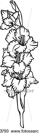 flower, gladiola, gladiolus, varieties,