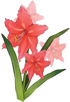 Gladiolus Flower 1