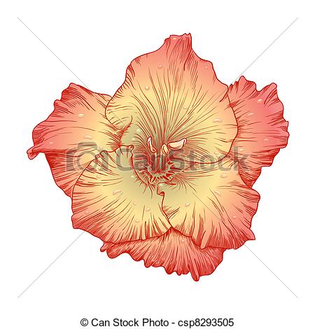 Gladiolus flower. - csp8293505