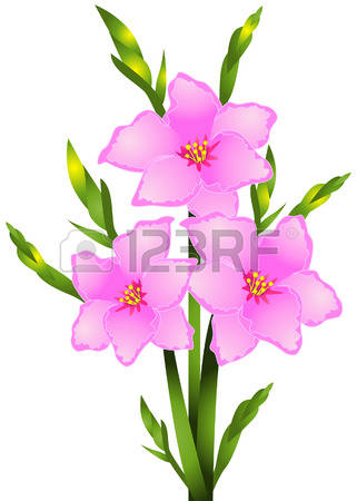 Gladiolus Flowers with Clipping Path Illustration