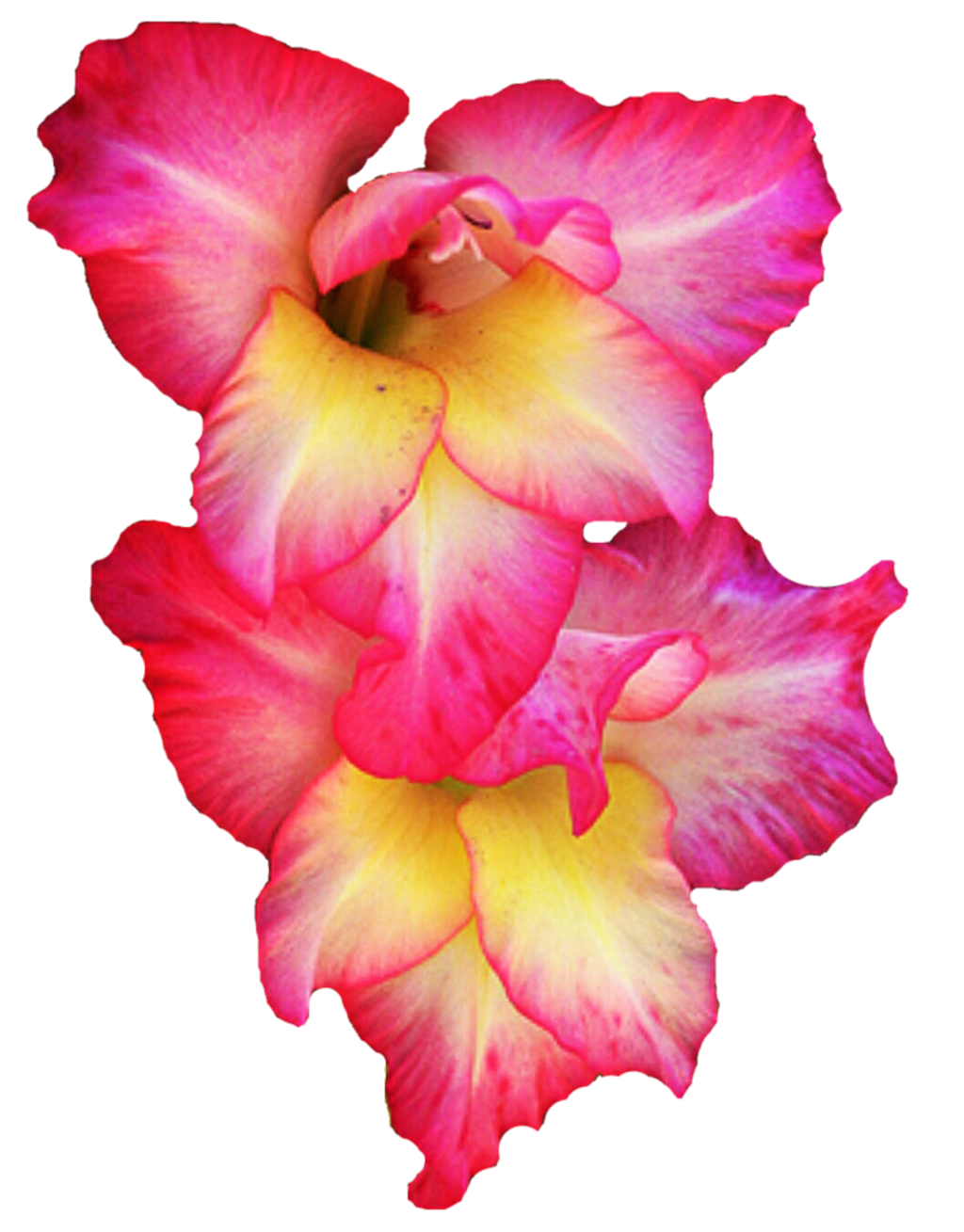 Gladiolus PNG Pic