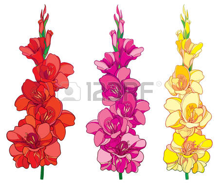 Set with red, pink and yellow Gladiolus or sword lily flower bunch isolated  on white